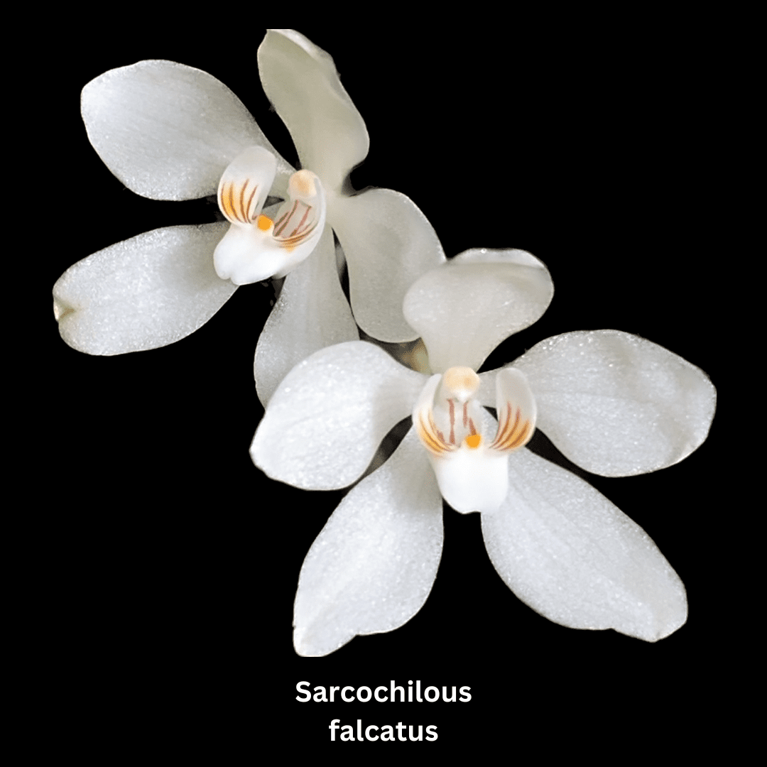 Growing Sarcochilous Orchids